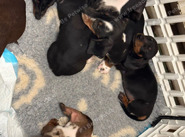 5 dachshund puppies for sale