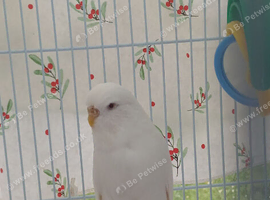 White hen