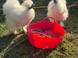 2 silkie hens