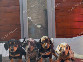 Lovely Well Bred Dachshund Puppies Deposits Being Taken