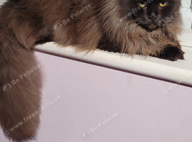New Forest Cat for sale