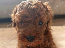 Toy poodle 1 boy 1 girl available only