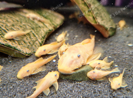 L144 Blue eyed Lemon Bristlenose Pleco