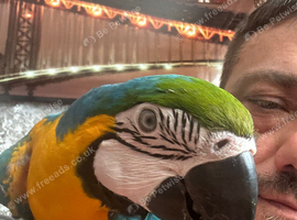 Blue and gold macaw