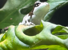 Stunning Milk Frogs