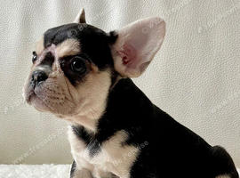 French Bulldog Puppy!