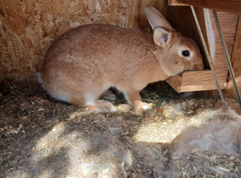 Rabbits