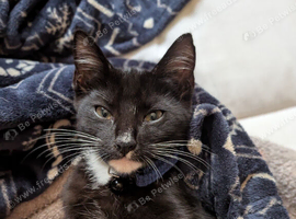 Kitten for sale