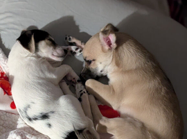 Special Forever Home Wanted for Our Bonded Pair