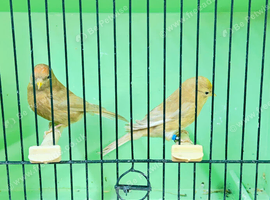 Pair of Cinnamon Redpolls.