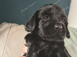 Girl 8 weeks old