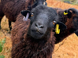 Ouessant sheep