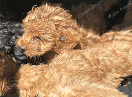 5 Boy Cockapoos