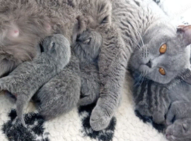 1 British shorthair kitten left!!  ready to leave in 4 weeks!
