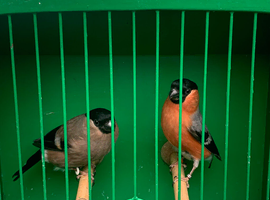 Siberian bullfinches