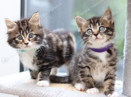 Tabby Kittens Ready Soon