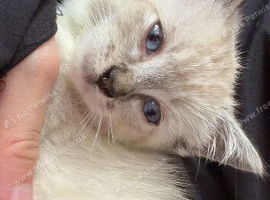 Boy Ragdoll kitten