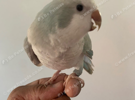 Tame baby Quaker