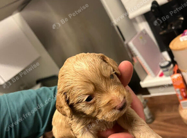 Female cockapoo