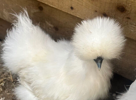 Silkie hens