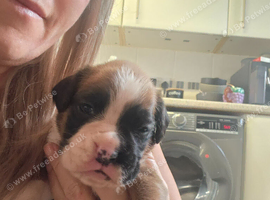 Boxer pups