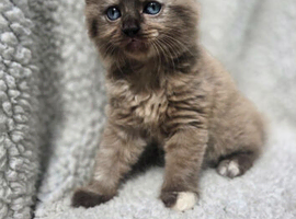 ADORABLE KITTENS FOR THEIR FOREVER HOMES