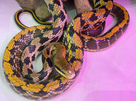 CB24 Male Tiwanese Beauty Rat Snake