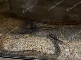 Corn snake