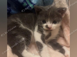 Two kittens available from Sunday
