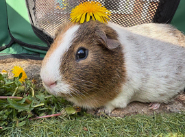 Guinea pig for sale