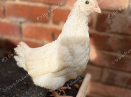 Leghorn chicks