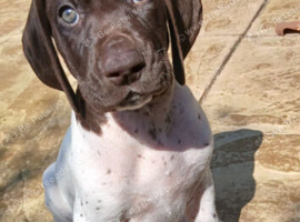 Beautiful German short haired pointer puppy's for sale