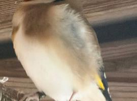 Goldfinch