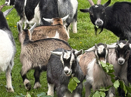 6 Pygmy goat kids for sale