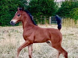 Welsh cross Arab sports horse competition foal