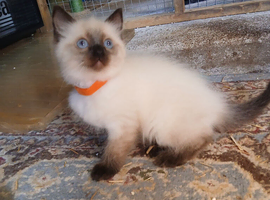 Female ragdoll kitten