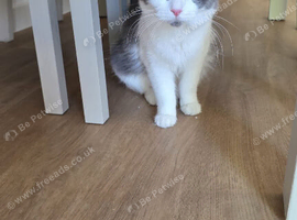Ragdoll x Russian blue girl