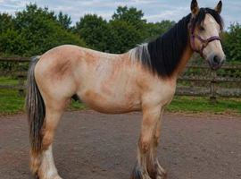Stunning Traditional Gypsy Cob Gelding
