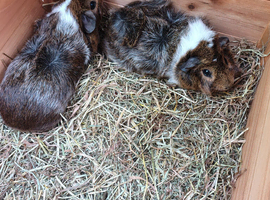 Two female guinea pigs