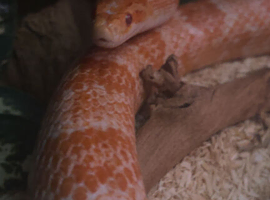Male adult corn snake
