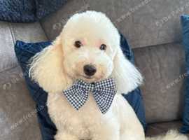 Poodle for stud