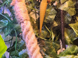 Breeding pair of Gold Dust Day Gecko