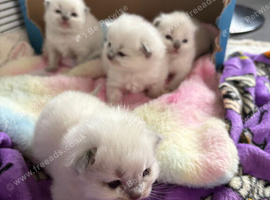 Ragdoll kittens x4 pure breed