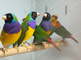 Golden finches