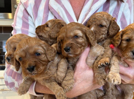 Beautiful Cavapoo Girls Ready for Loving Homes