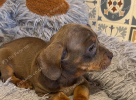 Dachshund dapple Isabella puppies reduced last 2