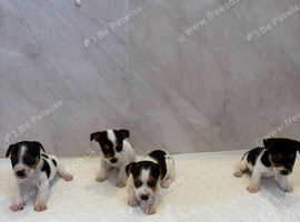 Jack russell