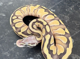Female pastel lesser desert ghost royal python for sale