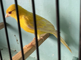 Raza satinette canary small size