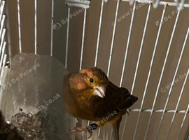 Canary